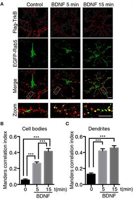 Brain-Derived Neurotrophic Factor (BDNF) Regulates Rab5-Positive <mark class="highlighted">Early Endosomes</mark> in Hippocampal Neurons to Induce Dendritic Branching